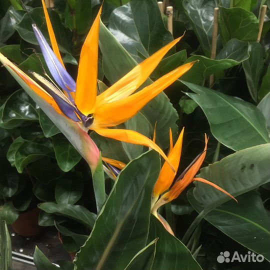 Калла пяти цветов Цитрусы