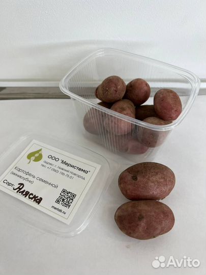 Семенной картофель, мини-клубни