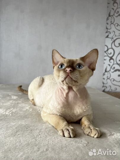 Девон-рекс вязка