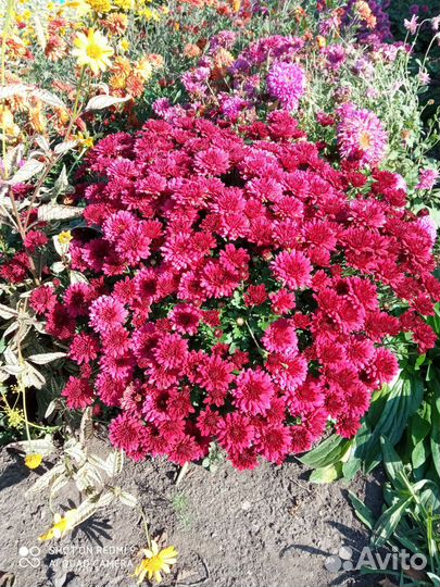 Хризантемы мультифлора