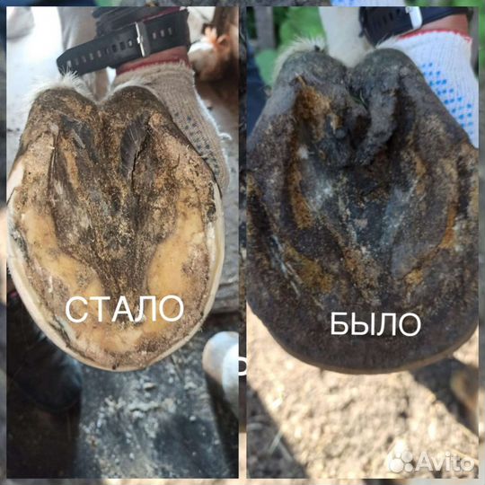 Расчистка копыт