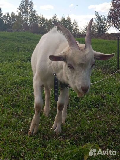 Коза и козе