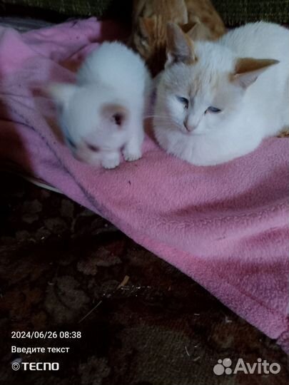 Котятки в добрые руки
