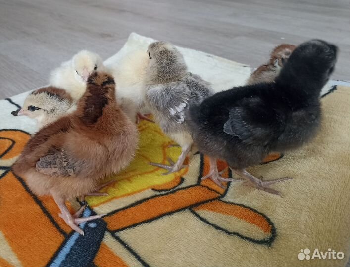 Цыплята от Домашней несушки порода (микс)