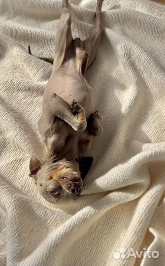 Мини той-терьер вязка