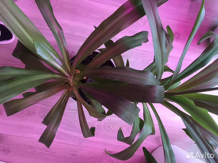 Фикус, юкка