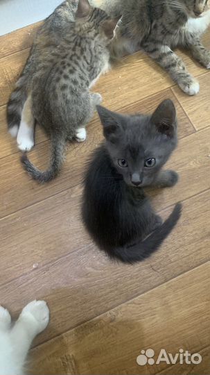 Котята в добрые руки бесплатно