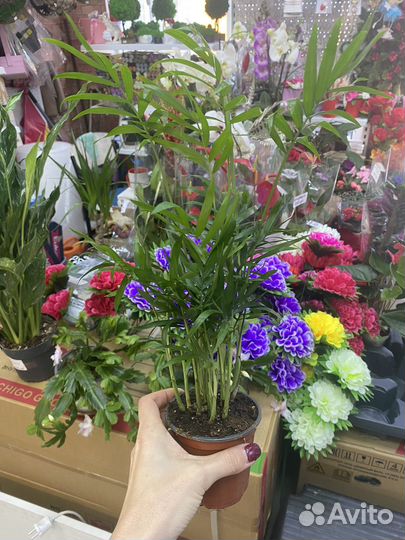 Пальма хамедорея