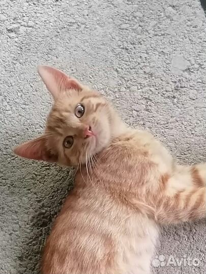 Котики в добрые руки