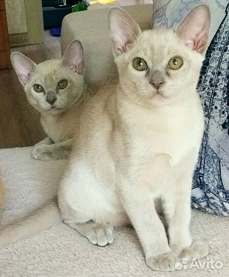 Котята европейской бурмы