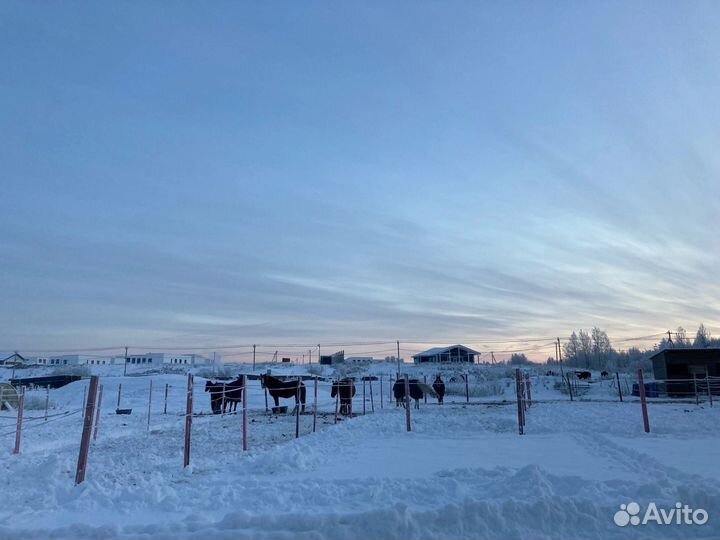 Постой для лошадей