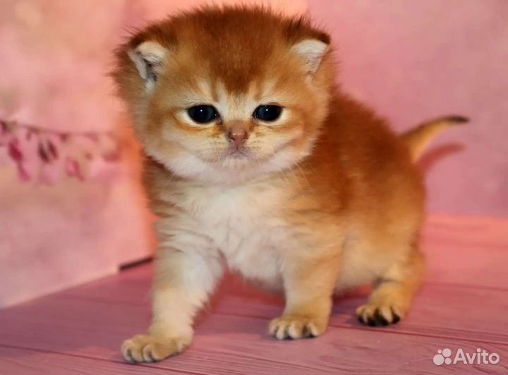 Девочка золотая британская шиншилла Priscilla