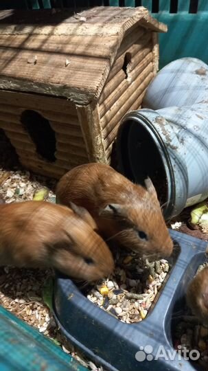 Морская свинка