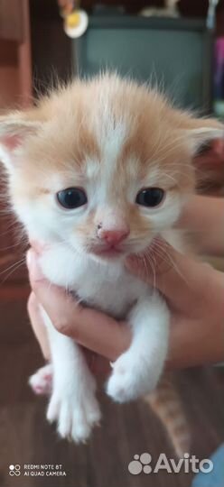 Отдадим в добрые руки