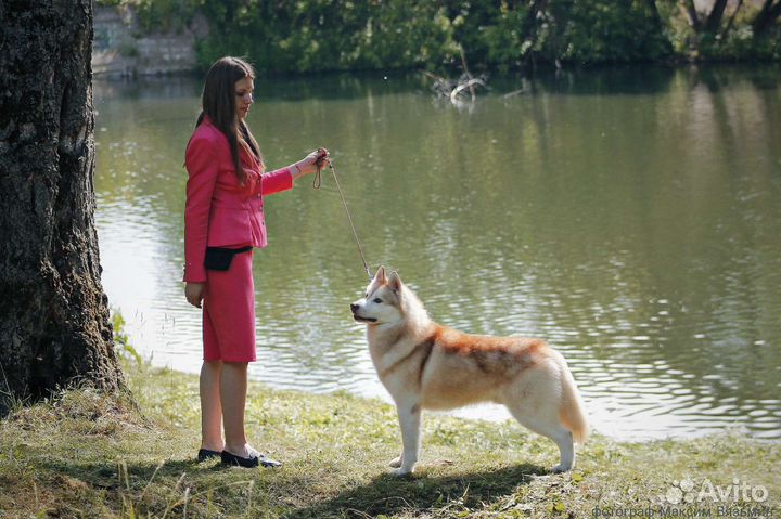 Хендлер, грумер, экспресс-линька