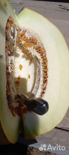 Арбузы и дыни