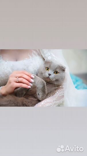 Британский вислоухий кот