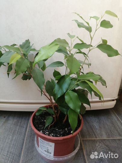 Фикус бенджамина
