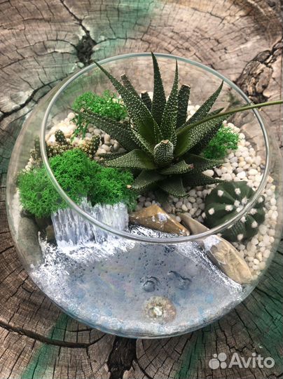 Флорариум, комнатные цветы