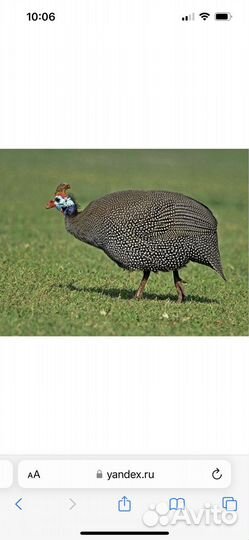 Взрослые цесарки