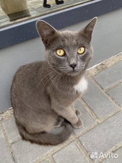 Серый кот в добрые руки