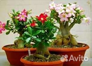 Семена адениума Оbesum (Роза пустыни)