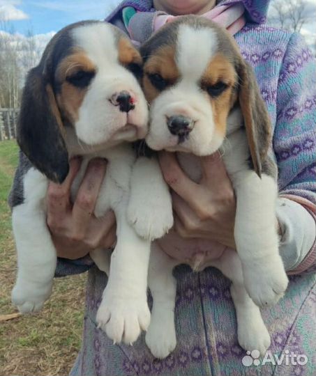 Бигль щенки