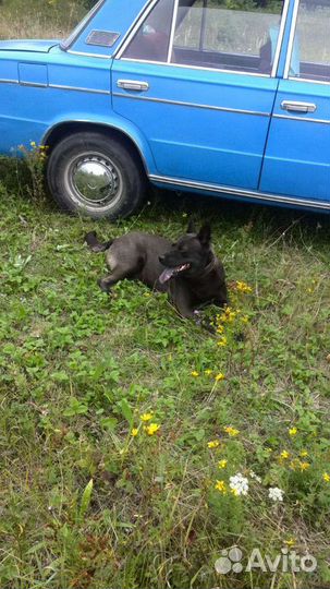 Собака в добрые руки. Помесь Хаски и Лабрадора