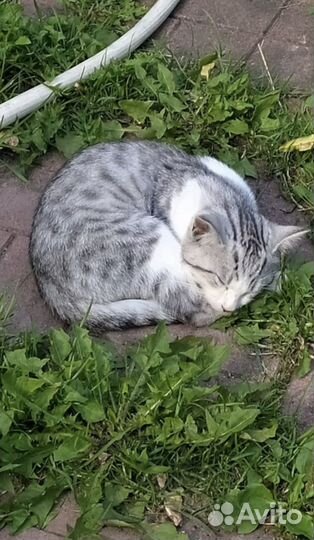 Спасите котят с улици