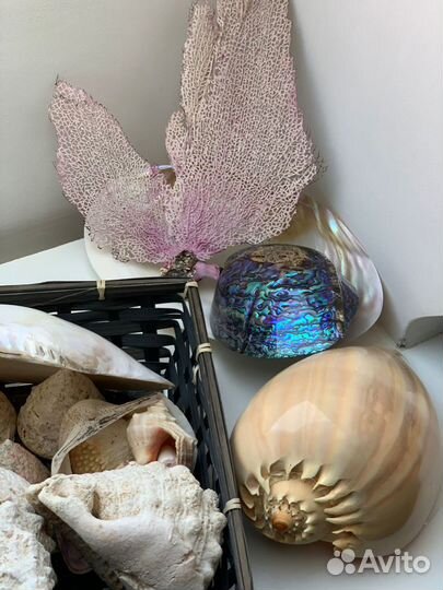 Морские ракушки раковины