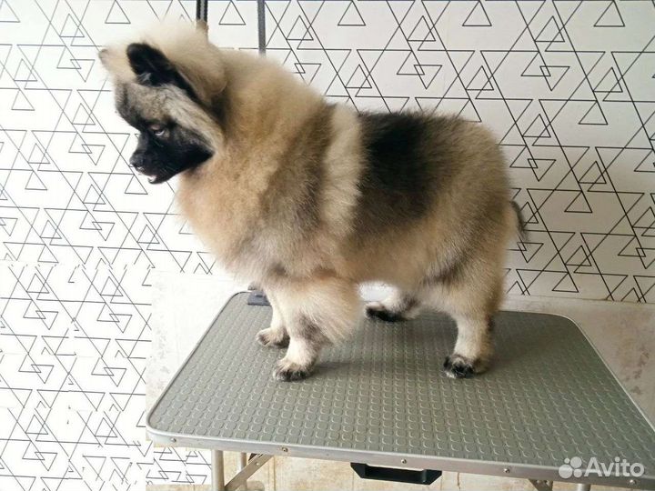 Кеесхонд (вольфшпиц)