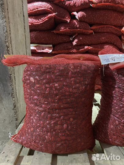 Лук севок галатский