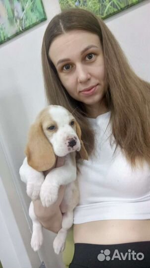 Щенки бигль