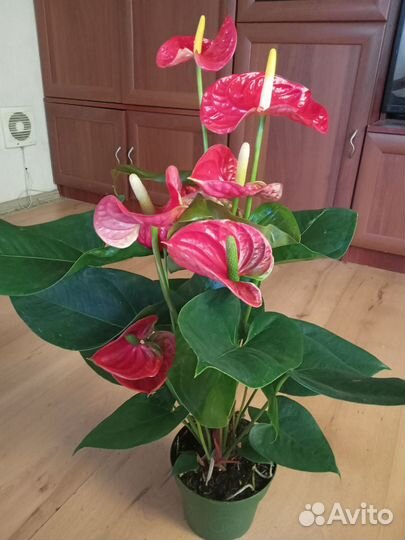 Антуриум Красный 60см