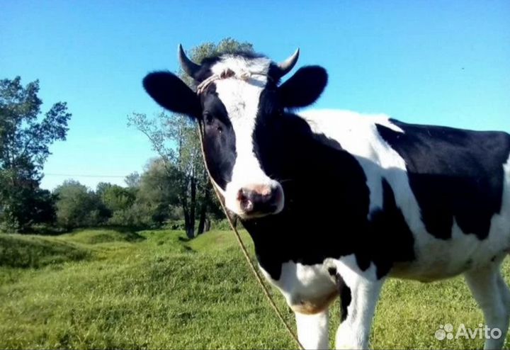 Продается корова