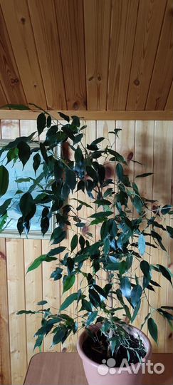 Комнатные растения