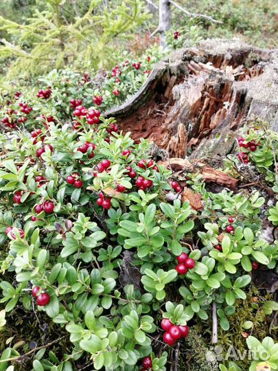 Брусника, клюква