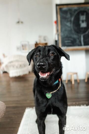 Чейз ищет семью