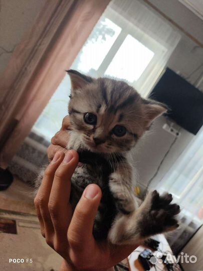 Шотландская