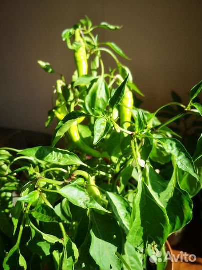 Семена Кайенского перца