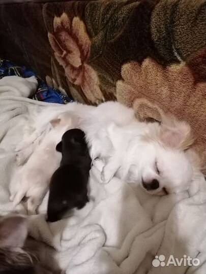 Мальчик чихуахуа