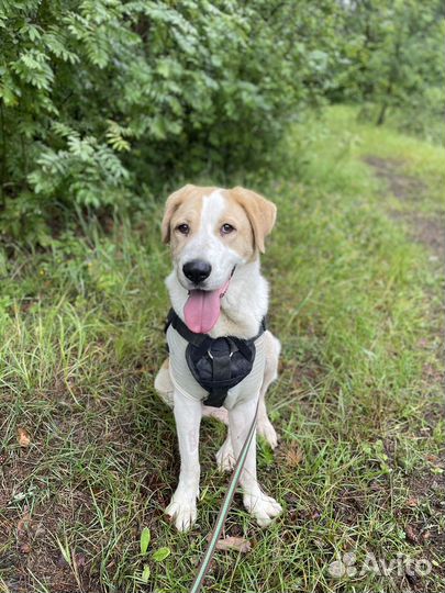 Нежная собака Лада в добрые руки