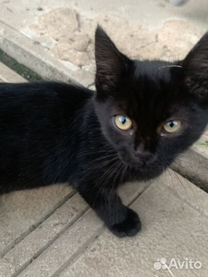 Котята 3 месяца