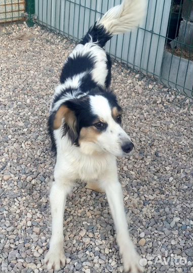 Домашняя передержка животных