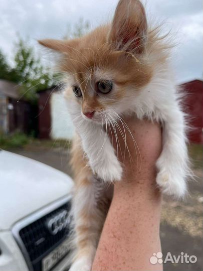 Котенок девочка. Очень нужен дом Доставка