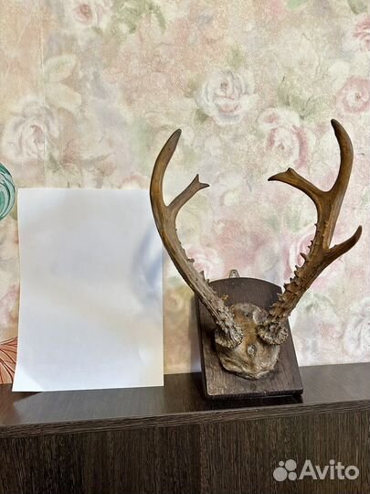 Оленьи рога