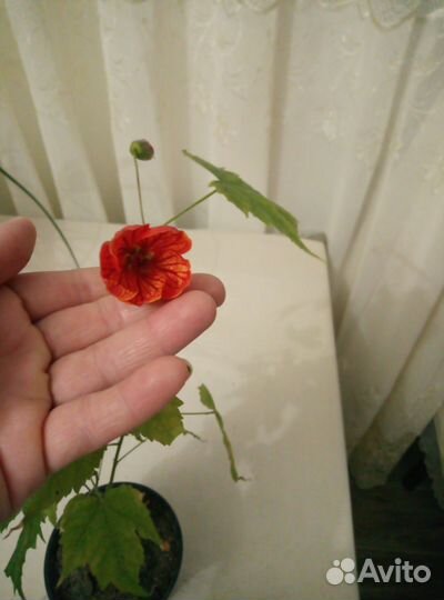 Абутилон оранжевый (клён)