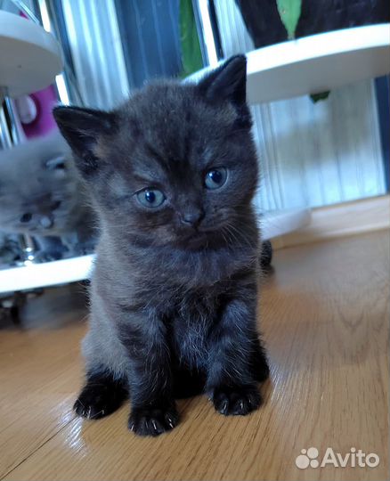 Британские котята