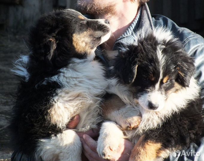 Щенки аусси, австралийской овчарки
