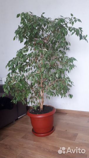 Бенджамина